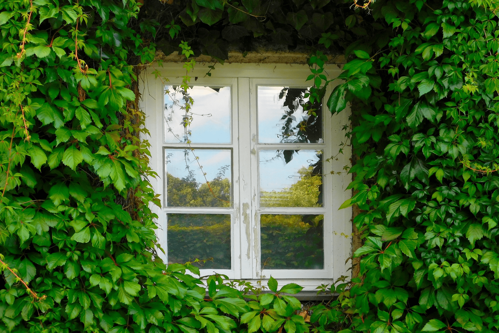 window frames
